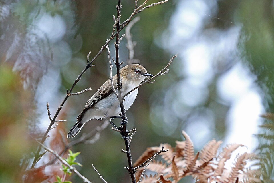 Brown-breasted Gerygone
