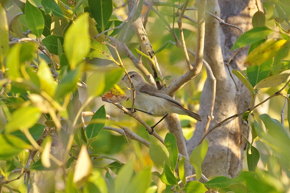 Dusky Gerygone