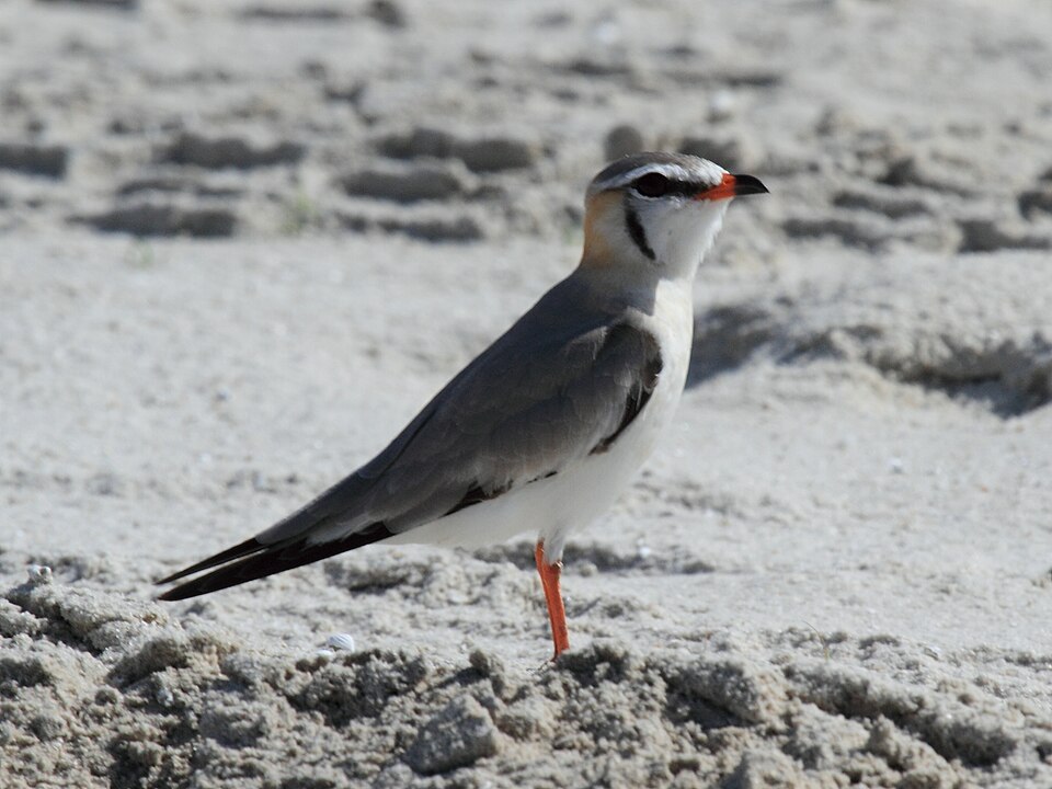 Grey Pratincole