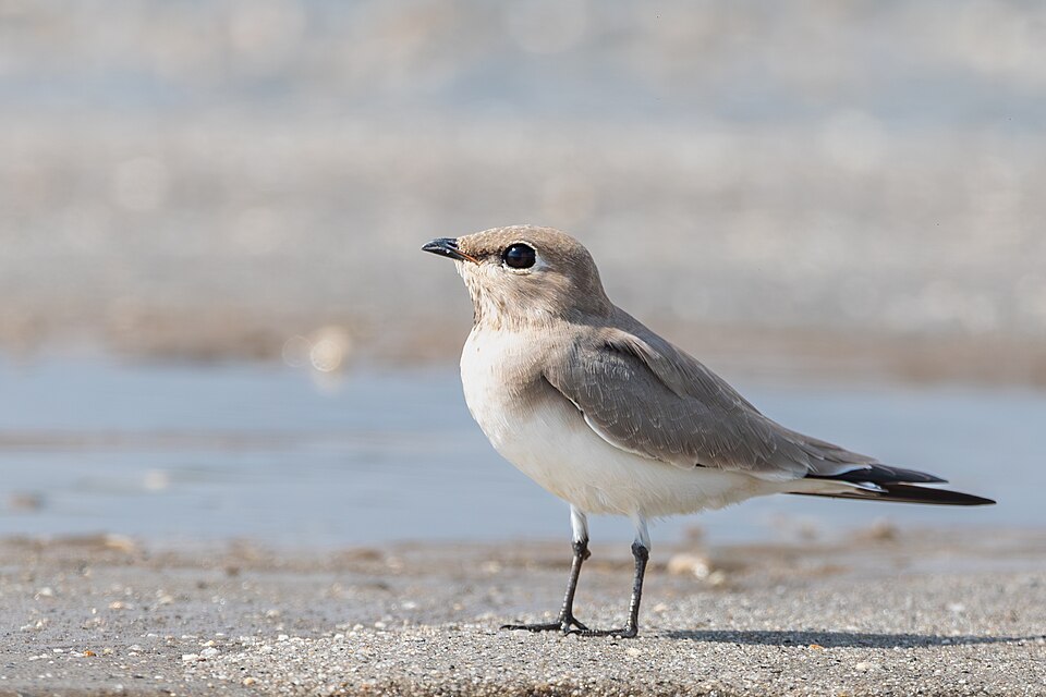 Small Pratincole