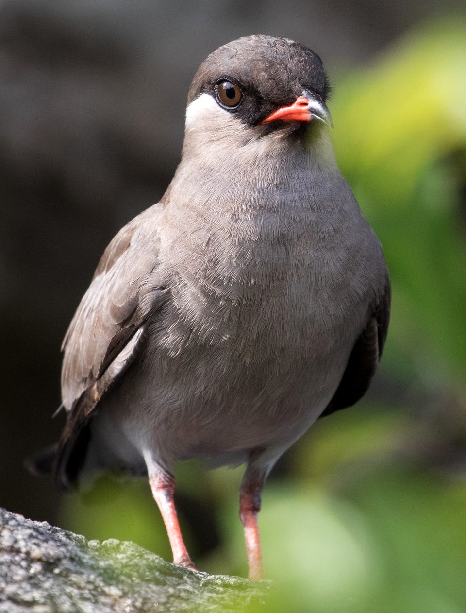 Rock Pratincole