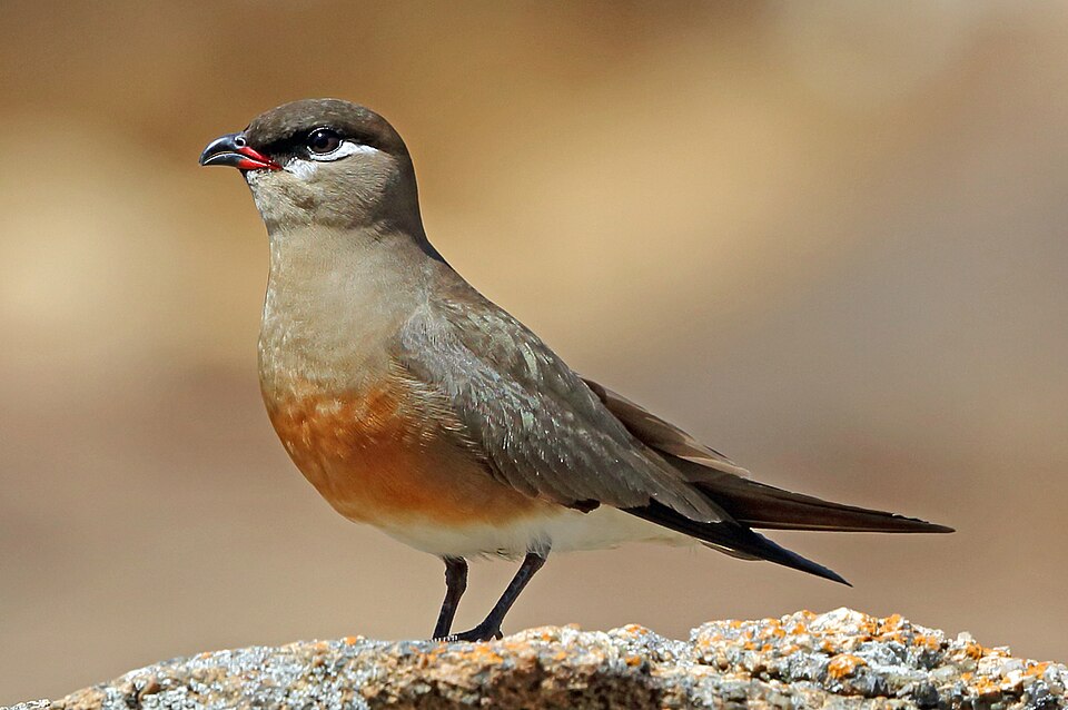 Madagascar Pratincole
