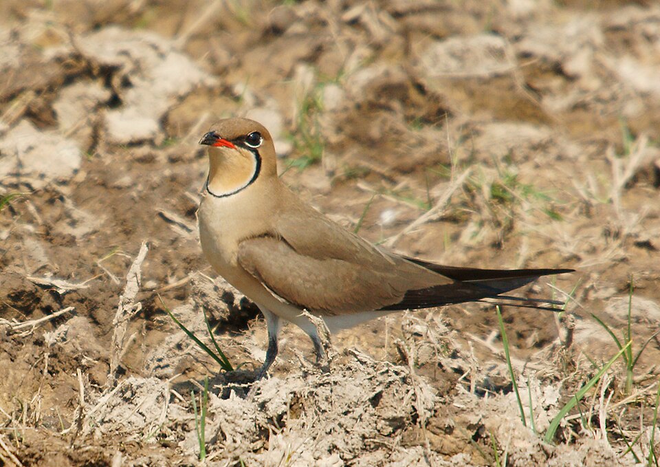 Collared Pratincole
