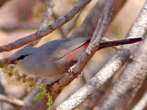 Cinderella Waxbill