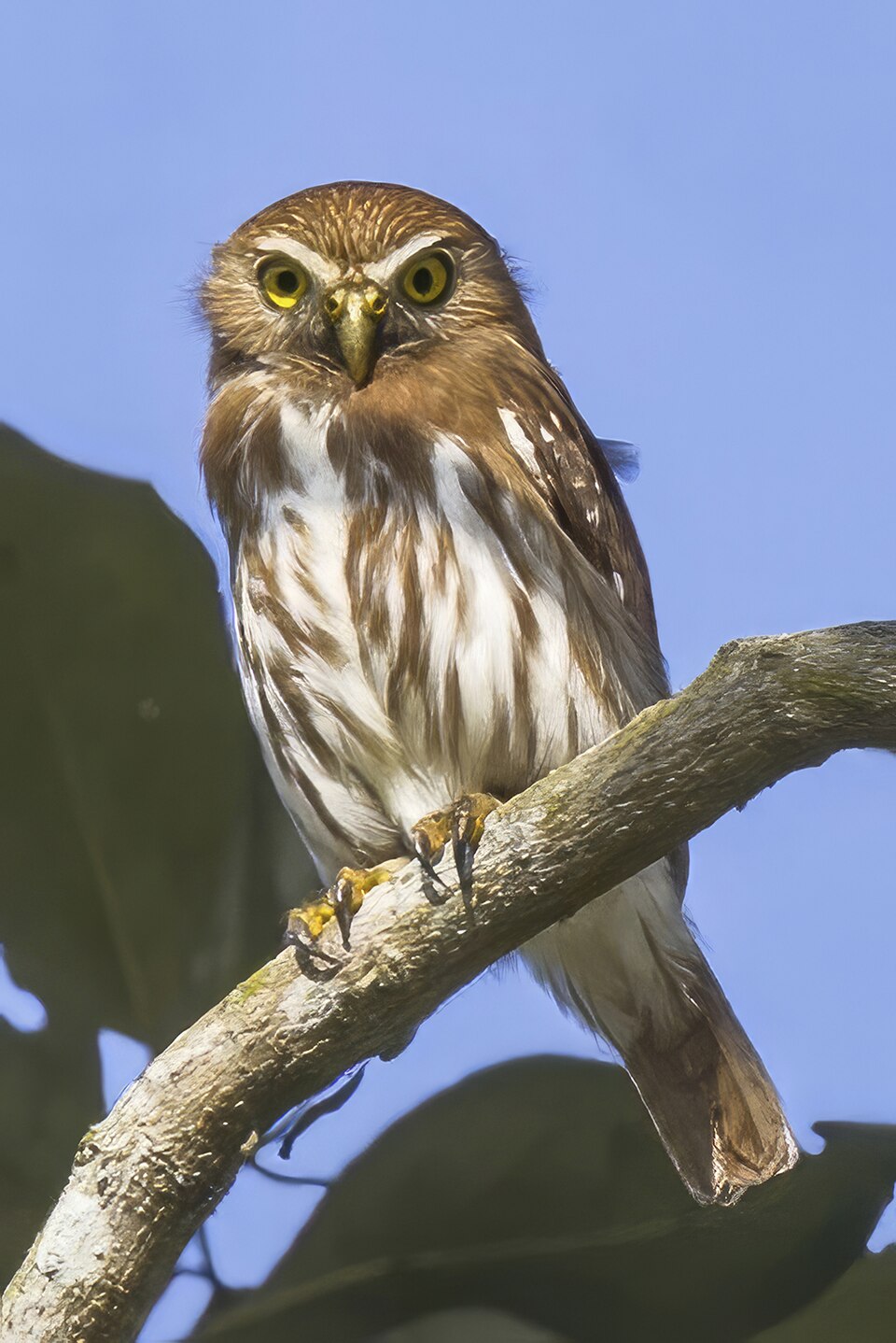 Ferruginous Pygmy Owl