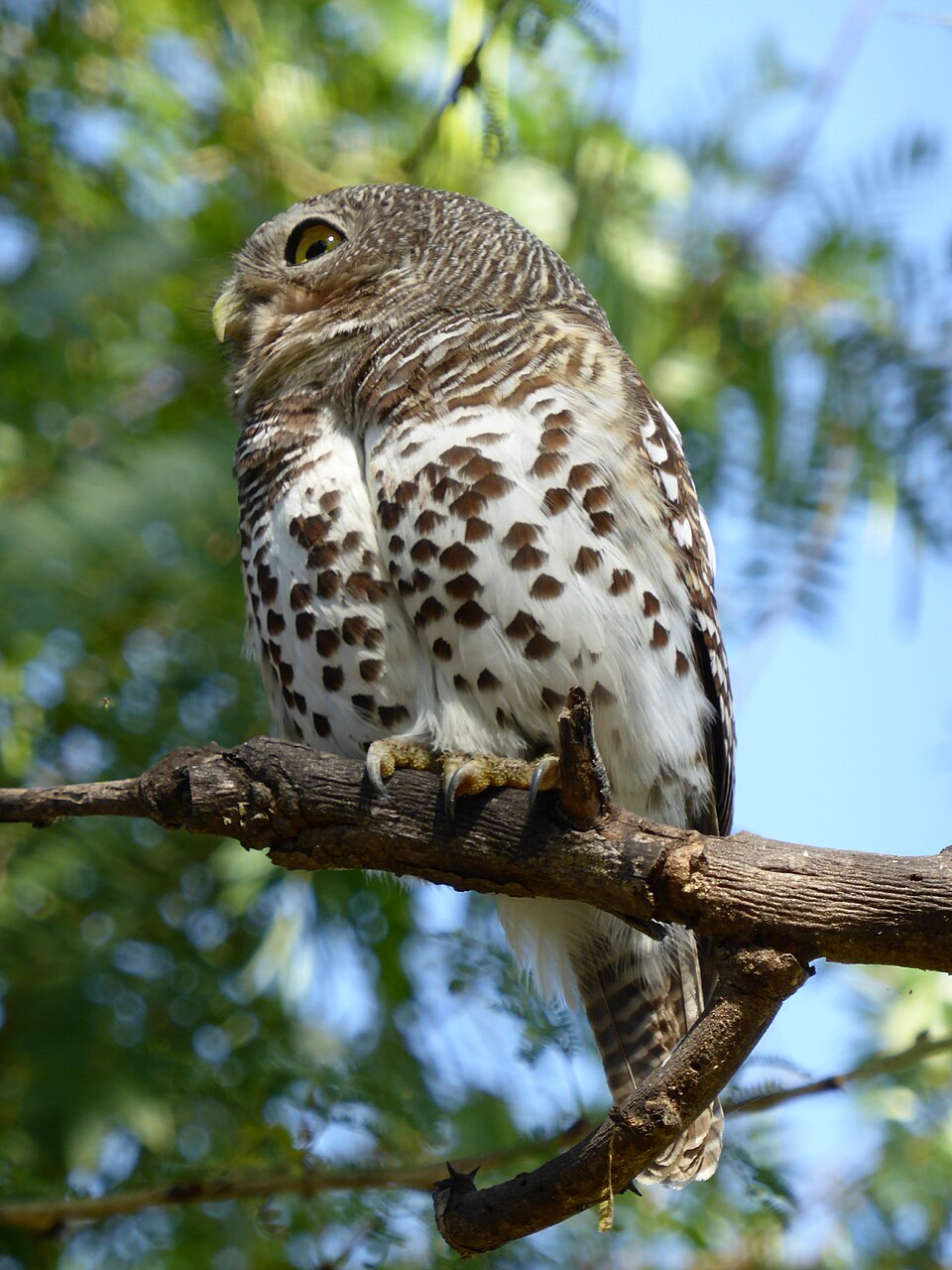African Barred Owlet