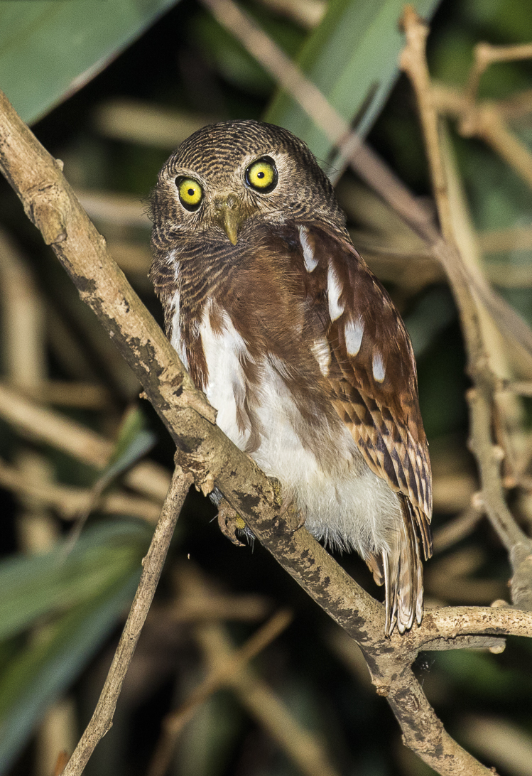 Javan Owlet