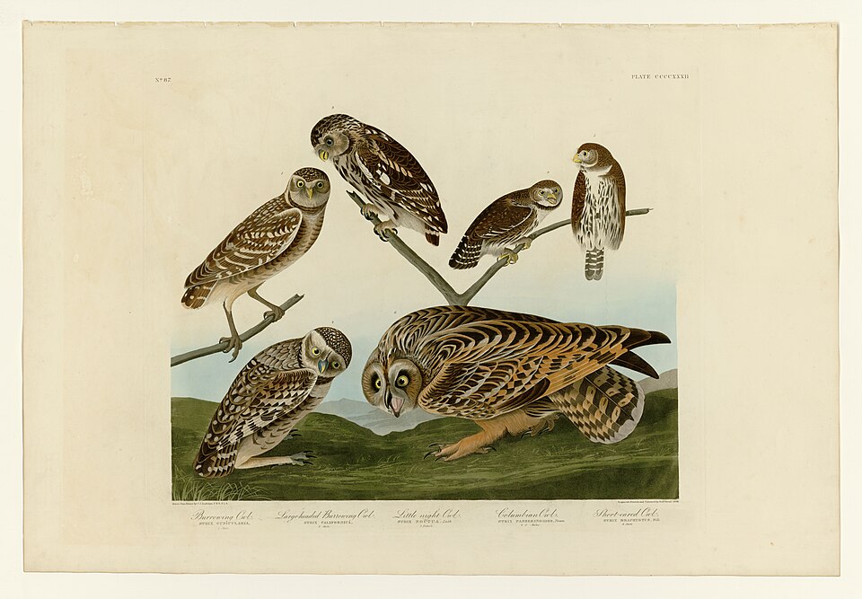 Mountain Pygmy Owl