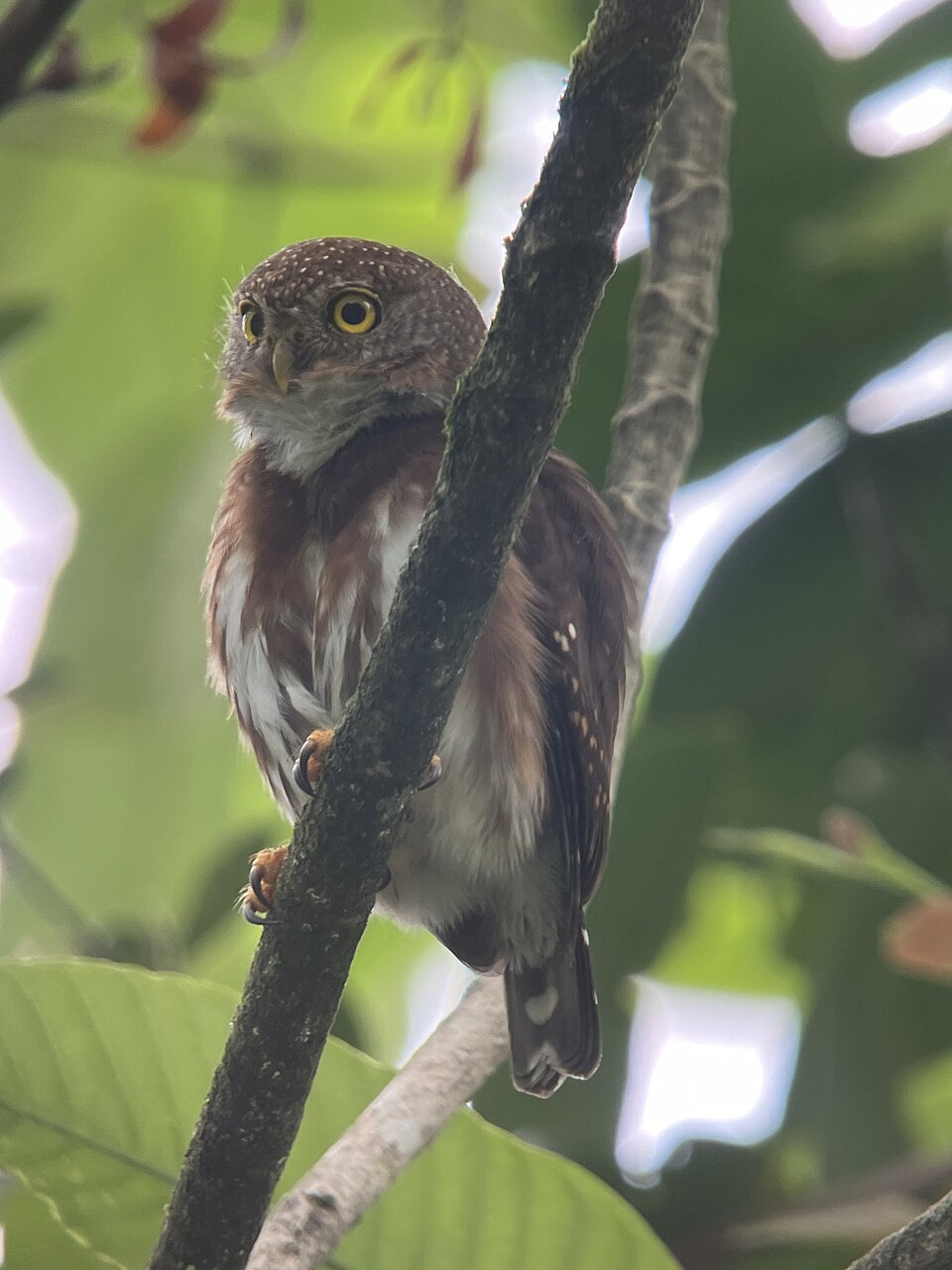 Central American Pygmy Owl