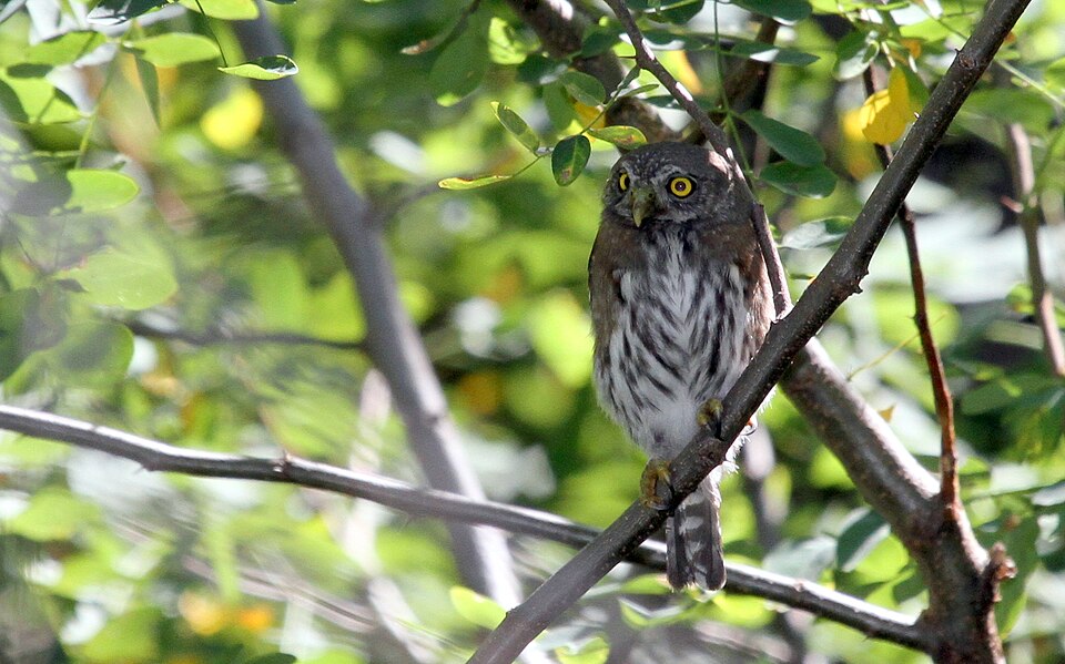 Baja Pygmy Owl