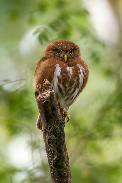 East Brazilian Pygmy Owl