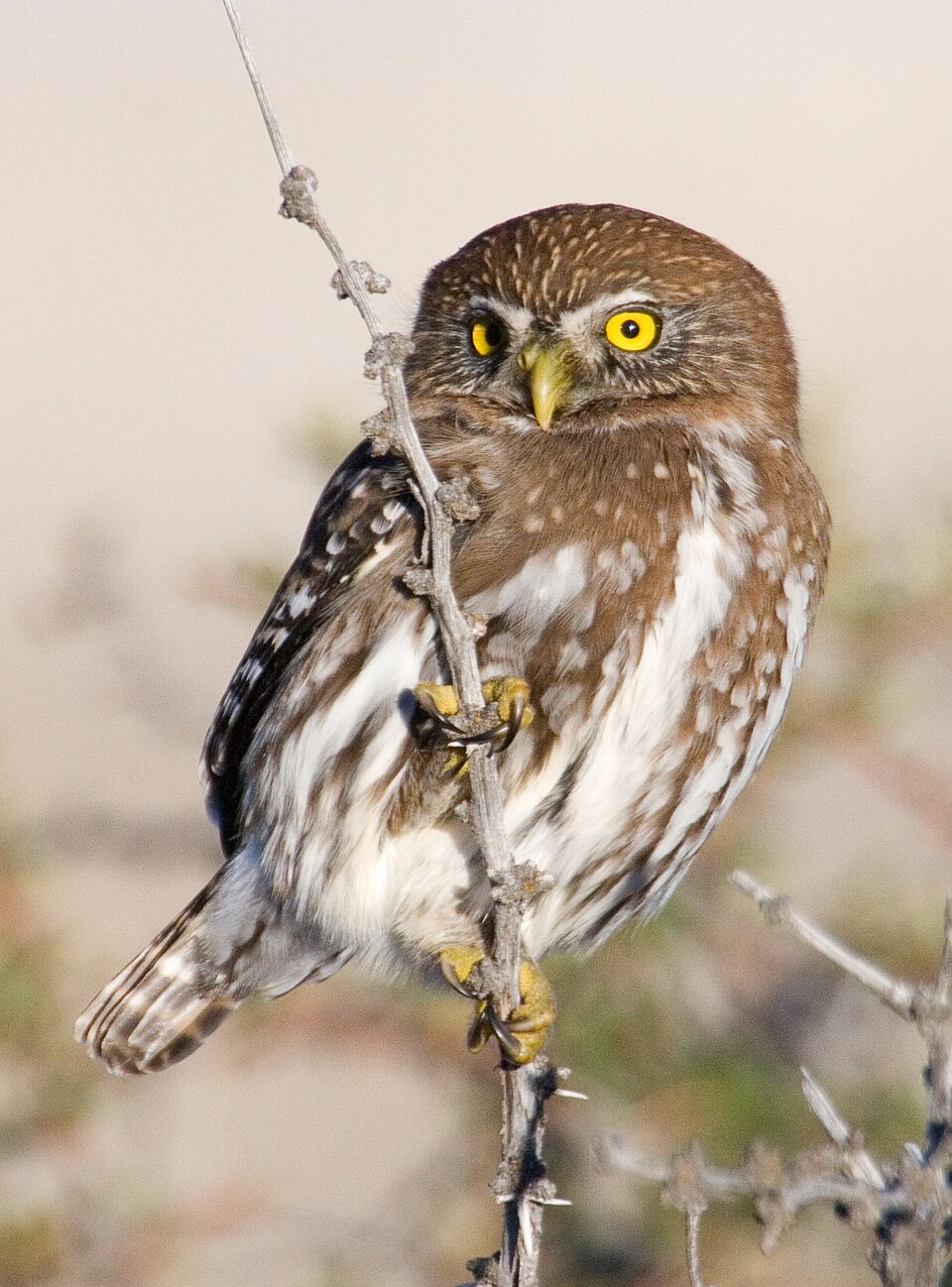 Austral Pygmy Owl