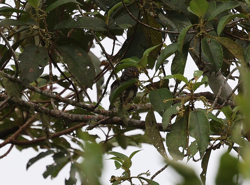 Subtropical Pygmy Owl