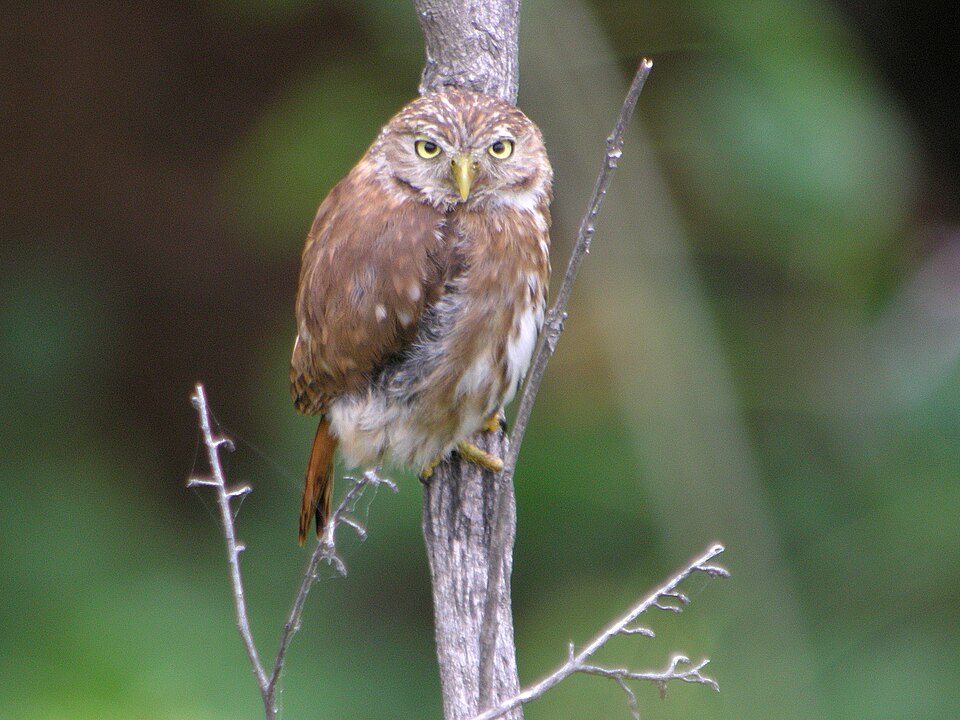 Pacific Pygmy Owl