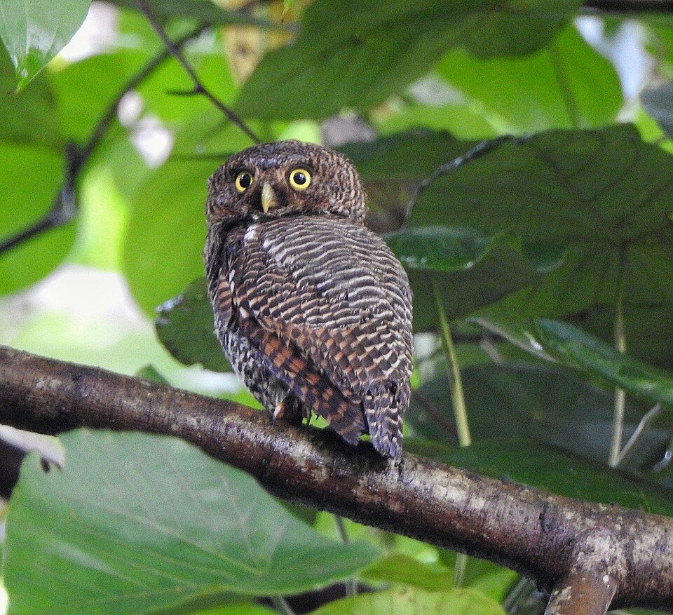Jungle Owlet