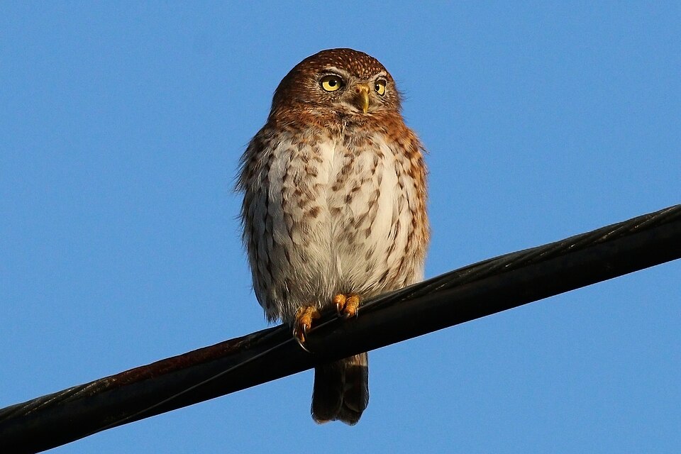Cuban Pygmy Owl