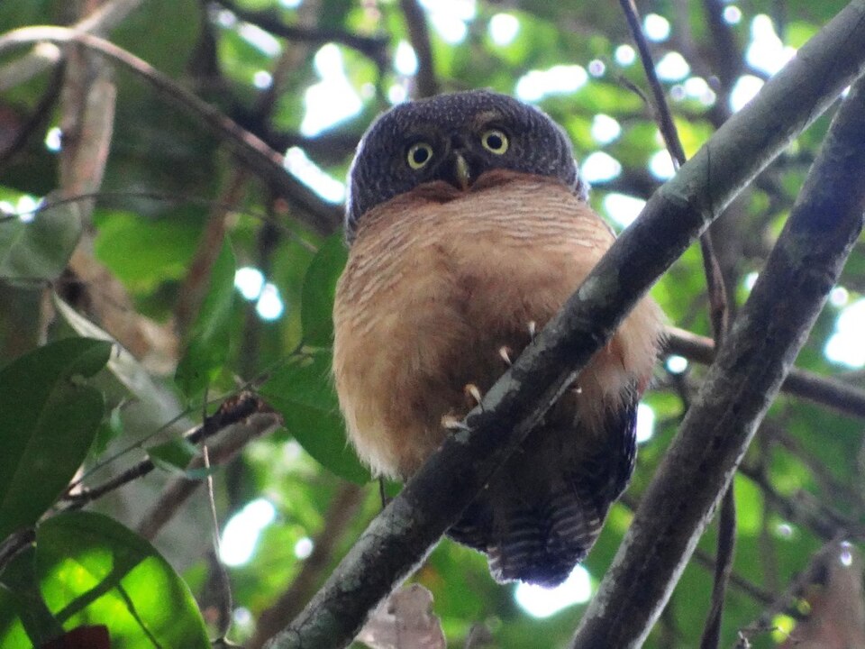 Sjöstedt's Barred Owlet