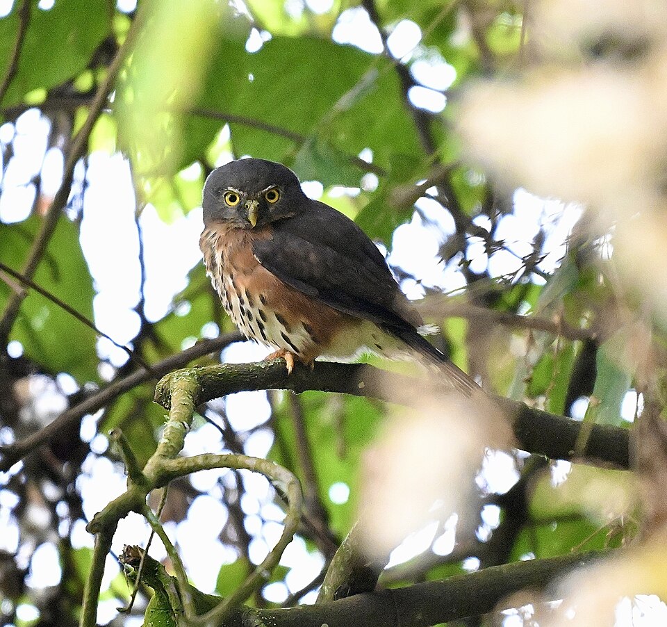 Red-chested Owlet