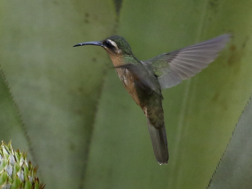Hook-billed Hermit
