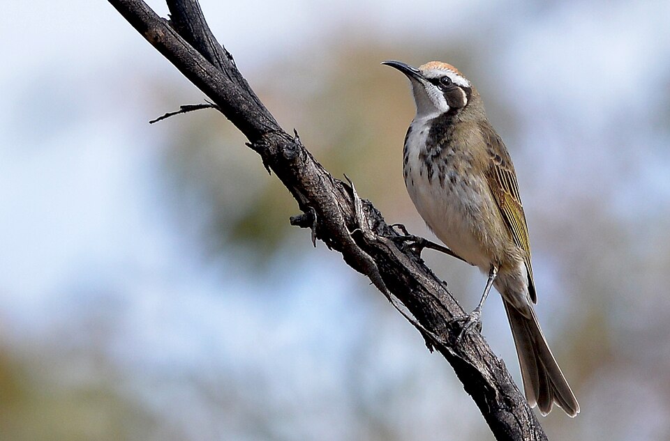 Tawny-crowned Honeyeater