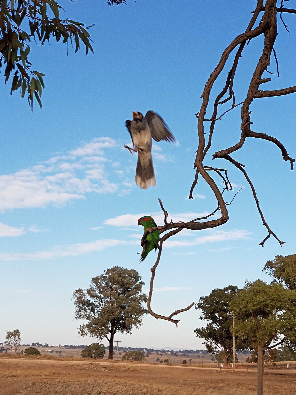 Musk Lorikeet