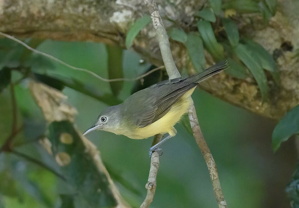 Green-backed Honeyeater