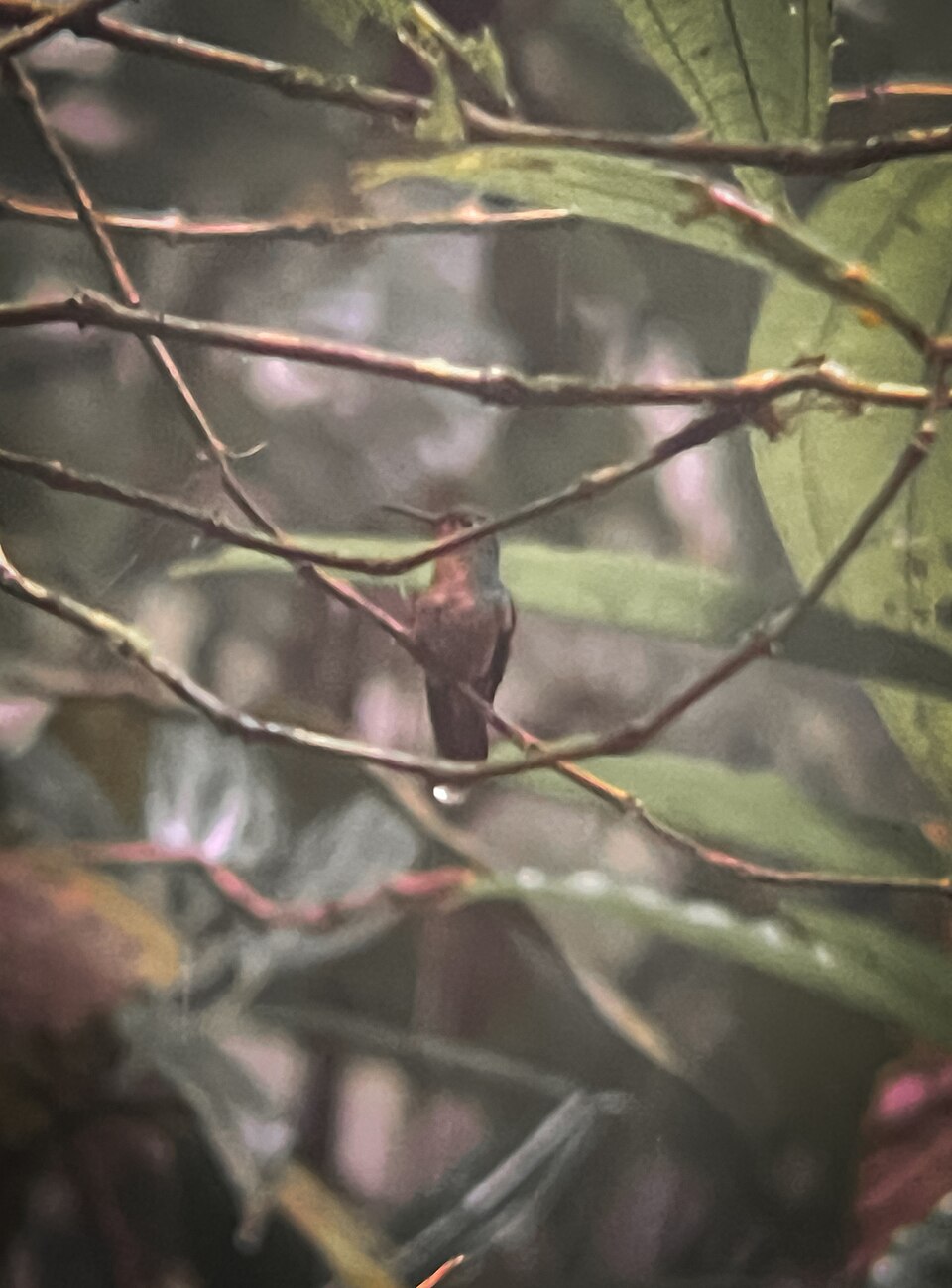 Pirre Hummingbird