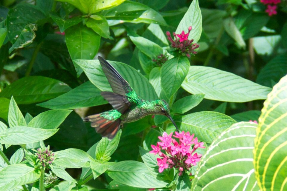 Violet-capped Hummingbird