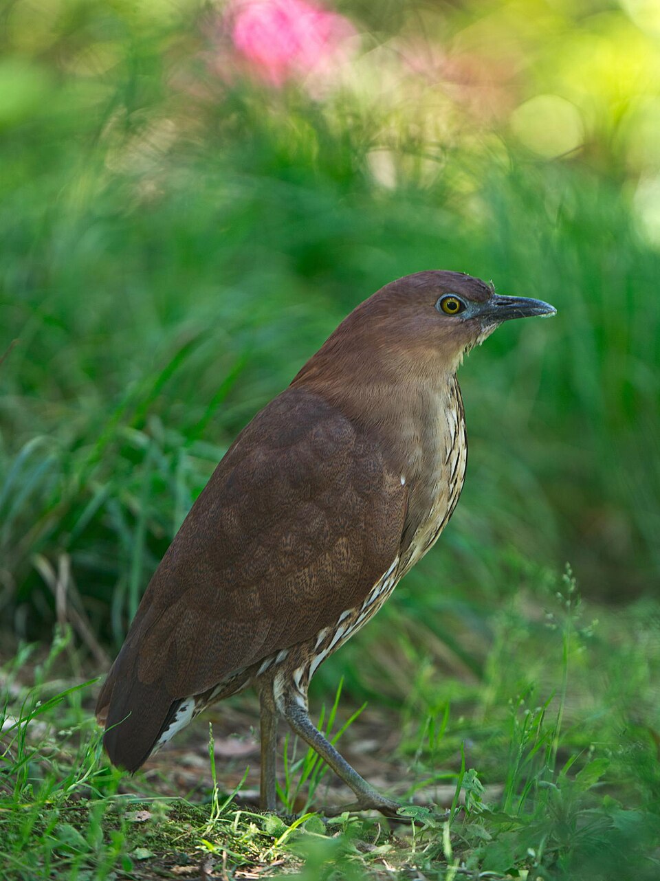 Japanese Night Heron