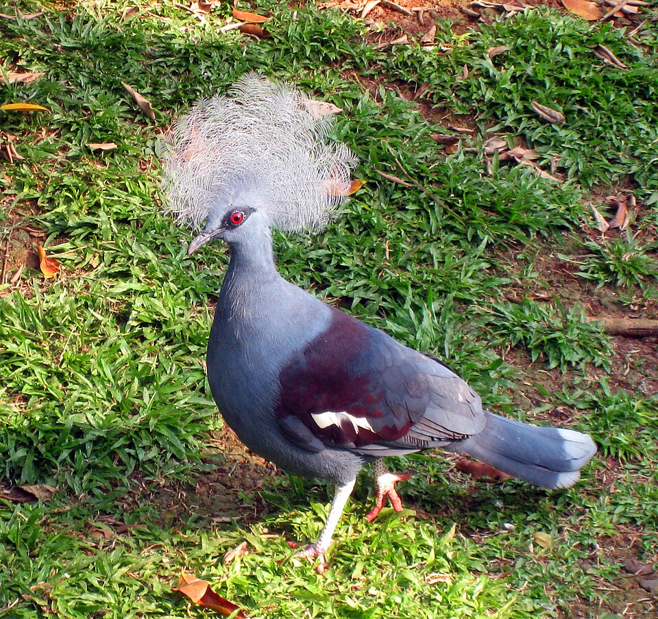 Western Crowned Pigeon