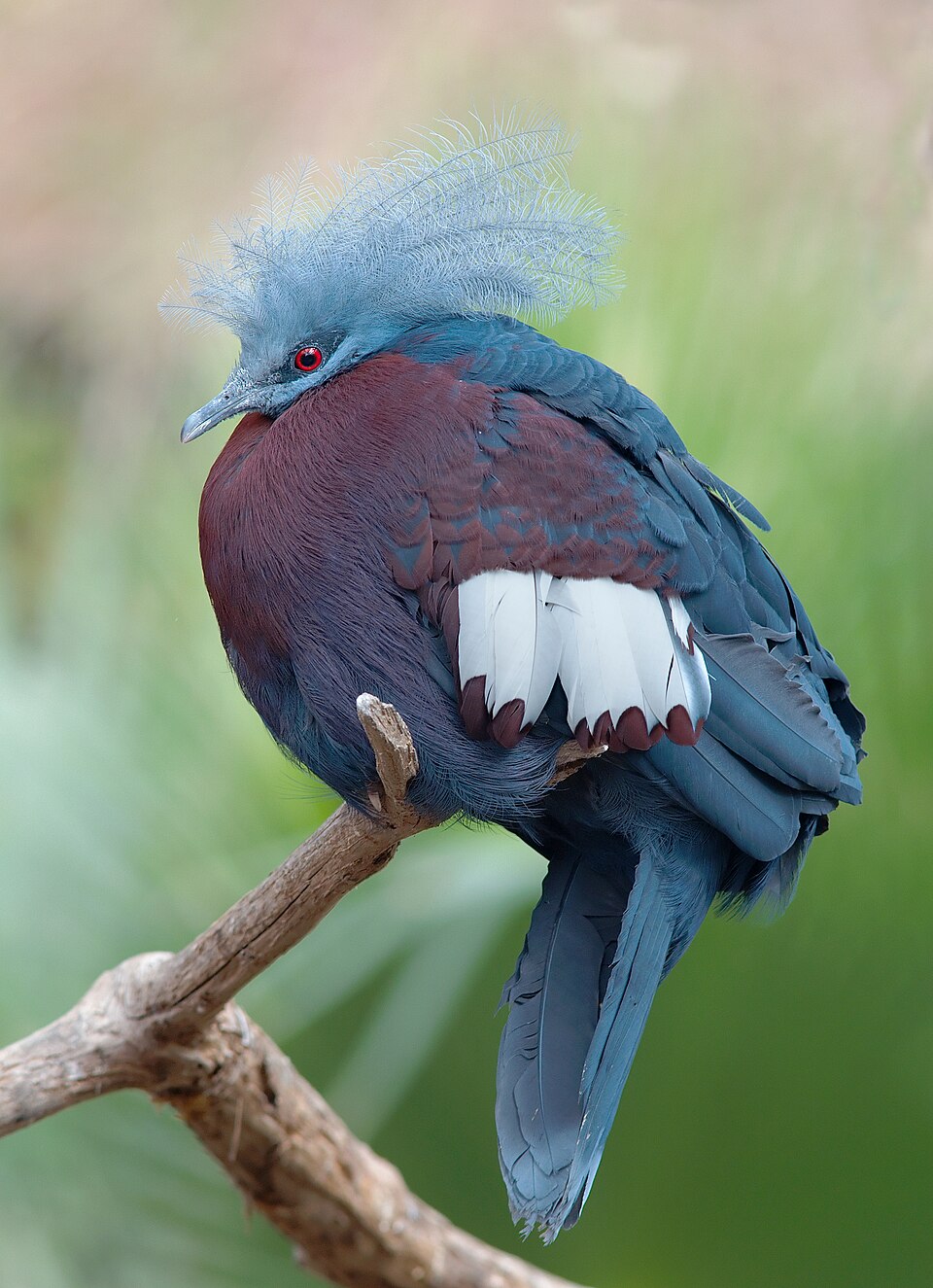 Sclater's Crowned Pigeon