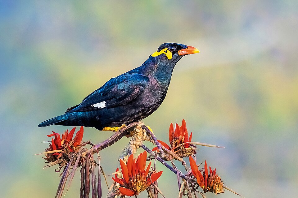 Nias Hill Myna