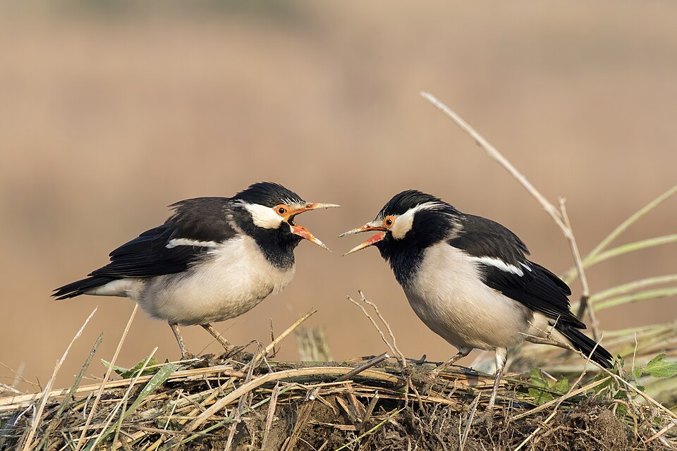 Indian Pied Myna