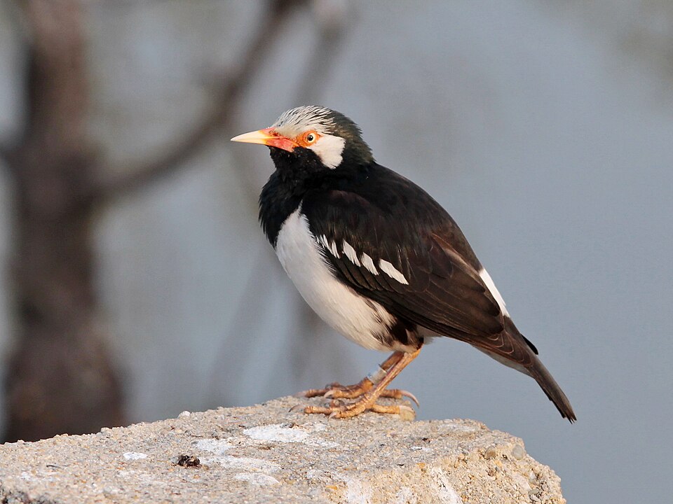 Siamese Pied Myna