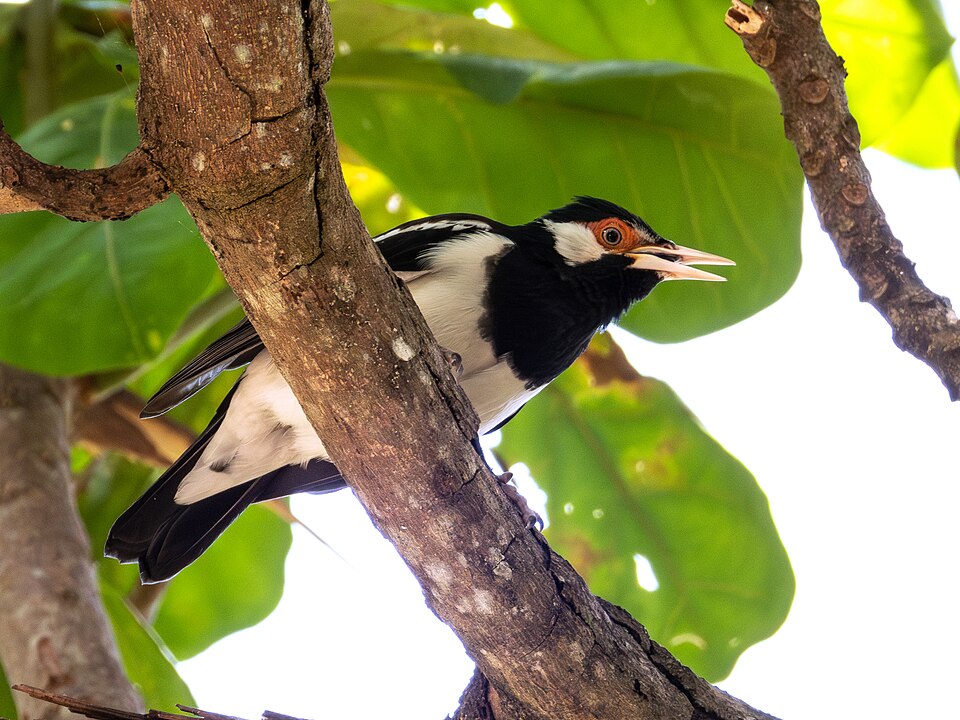 Javan Pied Myna
