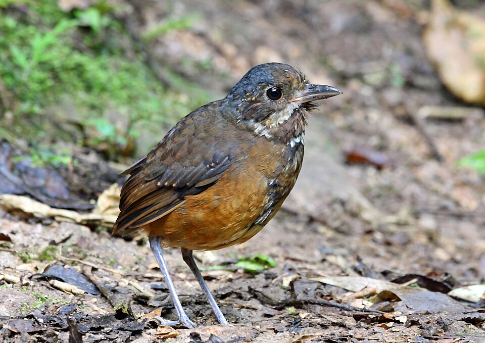 Moustached Antpitta