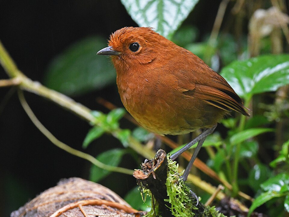 Chami Antpitta
