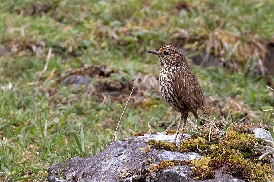 Stripe-headed Antpitta