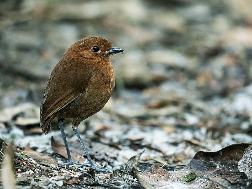 Chestnut Antpitta