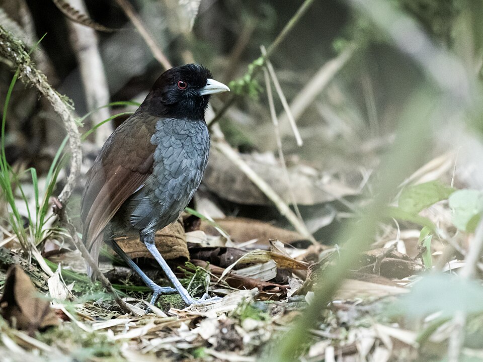 Pale-billed Antpitta
