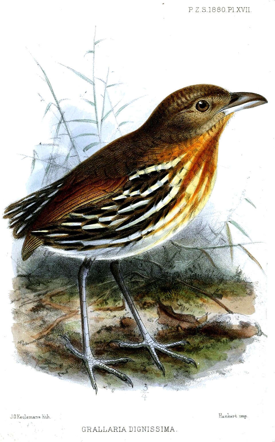 Ochre-striped Antpitta