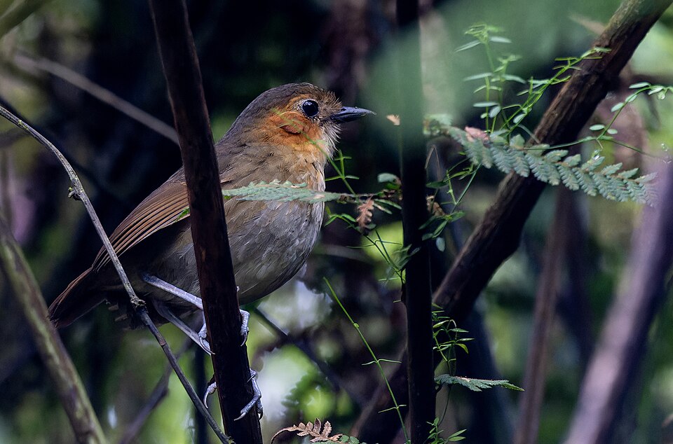 Rufous-faced Antpitta