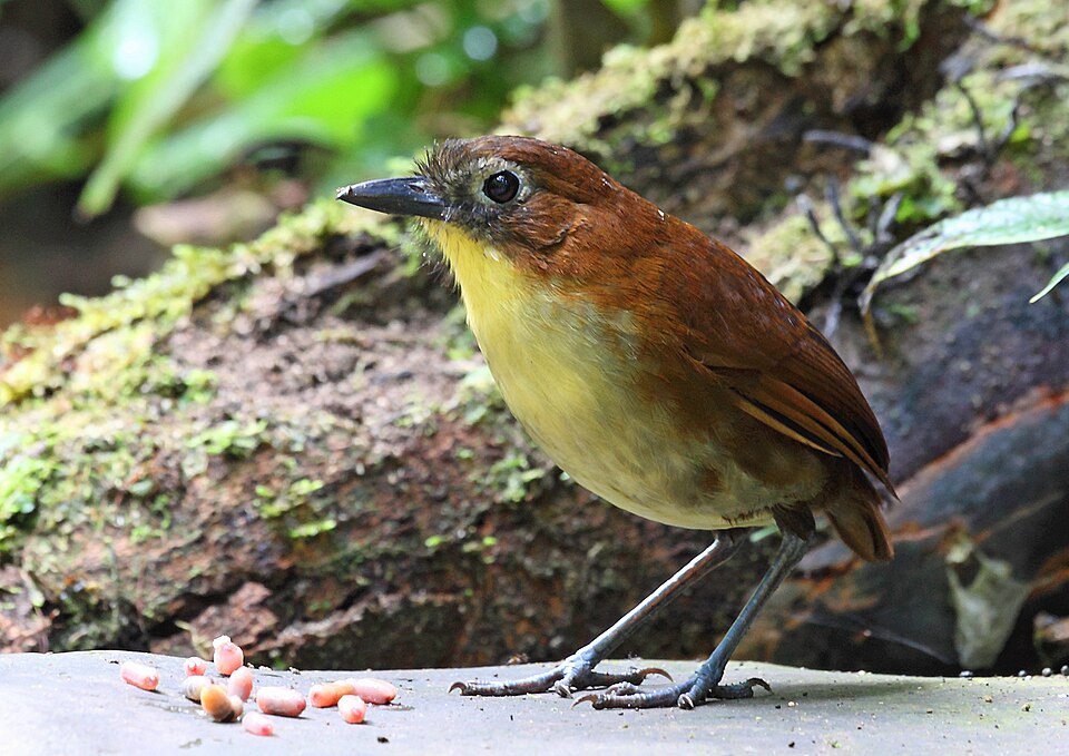 Yellow-breasted Antpitta