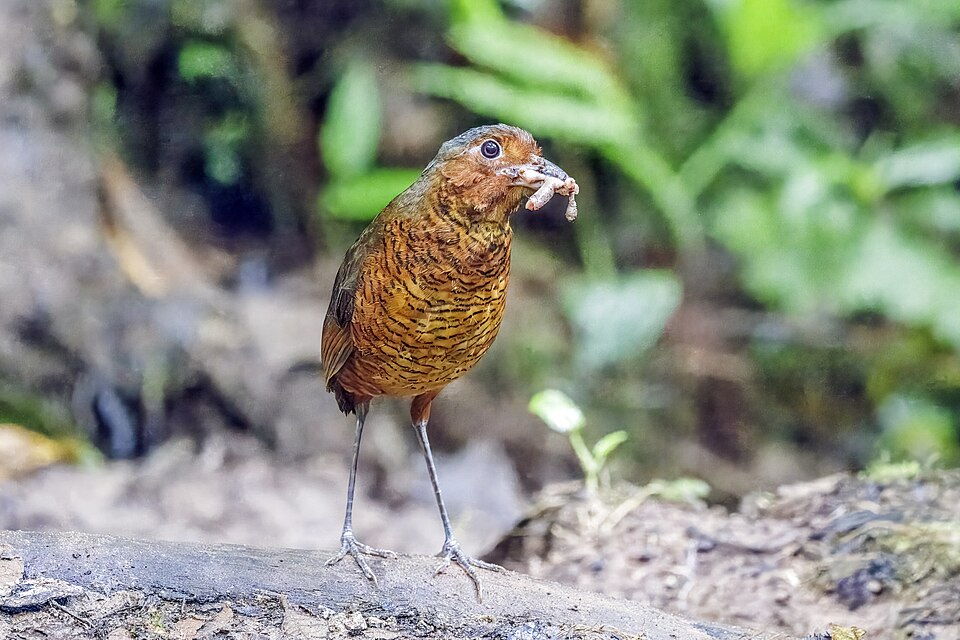Giant Antpitta