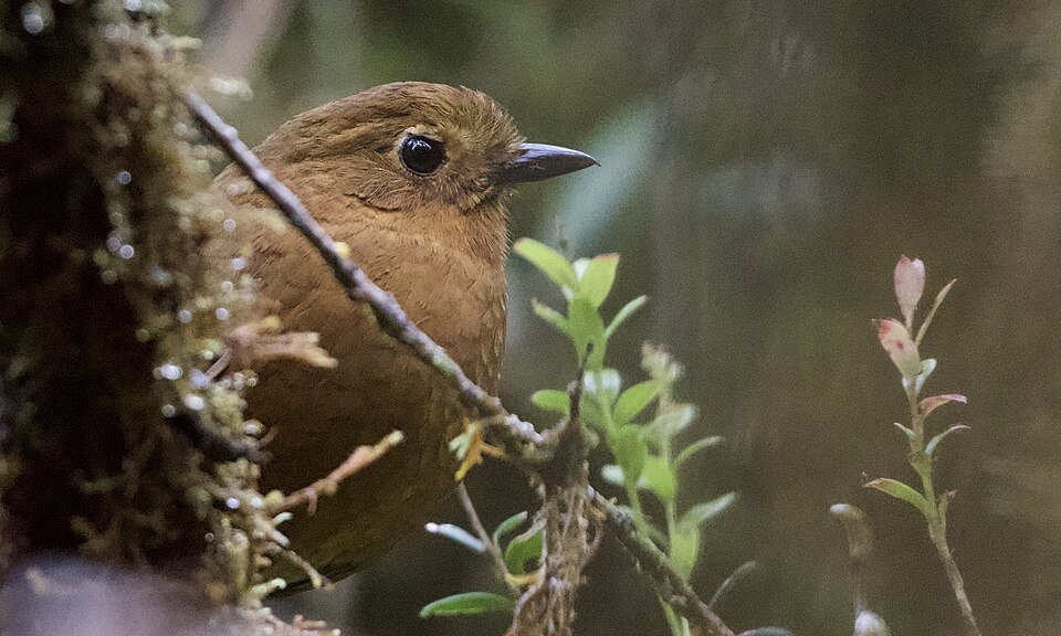 Chachapoya Antpitta
