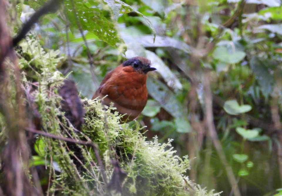 Grey-naped Antpitta