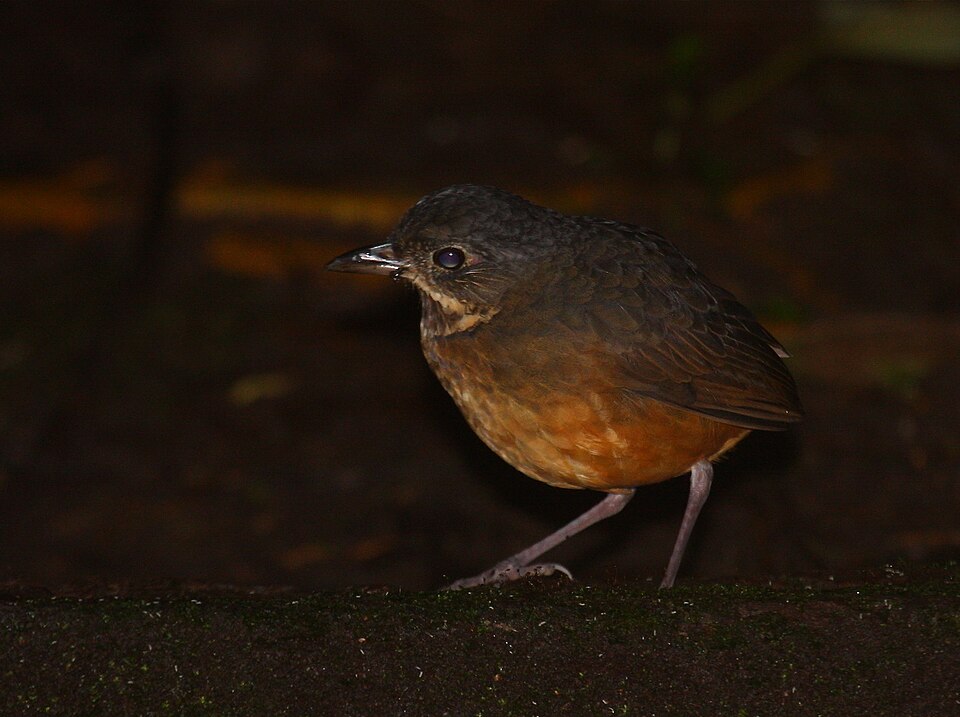 Scaled Antpitta