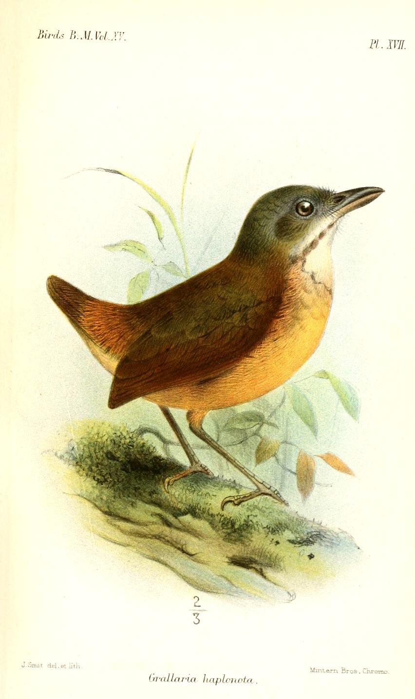 Plain-backed Antpitta