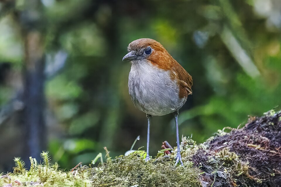 White-bellied Antpitta