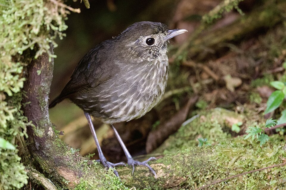 Cundinamarca Antpitta